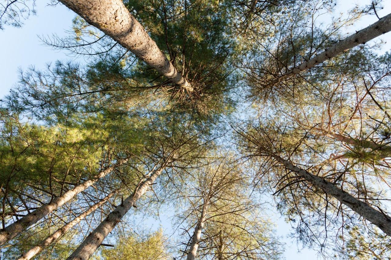 Вилла Au Pre De L'Arbre Сарла-ла-Канеда Экстерьер фото